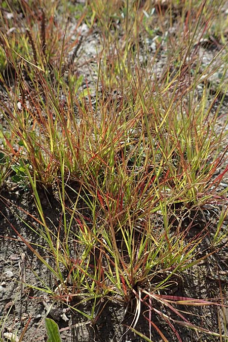 Sporobolus vaginiflorus \ Scheidenblten-Fallsamengras / Poverty Grass, Sheathed Dropseed, D Mannheim 17.9.2017