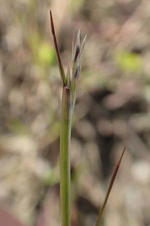 Sporobolus vaginiflorus \ Scheidenblten-Fallsamengras / Poverty Grass, Sheathed Dropseed, D Mannheim 17.9.2017