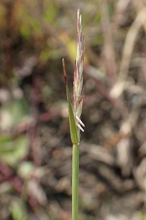 Sporobolus vaginiflorus / Poverty Grass, Sheathed Dropseed, D Mannheim 17.9.2017