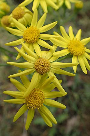 Senecio vernalis \ Frhlings-Greiskraut / Eastern Groundsel, D Sandhausen 26.4.2018