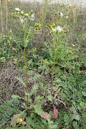 Senecio vulgaris \ Gewhnliches Greiskraut, Gemeines Greiskraut / Groundsel, D Mannheim 15.10.2019