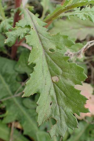 Senecio vulgaris \ Gewhnliches Greiskraut, Gemeines Greiskraut / Groundsel, D Mannheim 15.10.2019