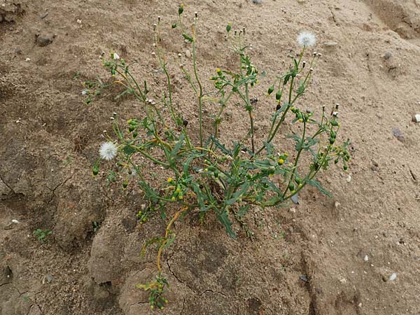 Senecio vulgaris \ Gewhnliches Greiskraut, Gemeines Greiskraut, D Mannheim 15.10.2019