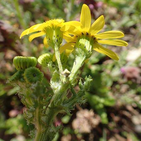 Senecio vernalis \ Frhlings-Greiskraut, D Mannheim 4.4.2020