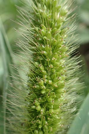 Setaria viridis subsp. pycnocoma \ Unkraut-Borstenhirse / Weed Bristle Grass, D Gündelbach 24.7.2020