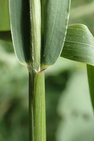 Setaria viridis subsp. pycnocoma \ Unkraut-Borstenhirse / Weed Bristle Grass, D Gündelbach 24.7.2020