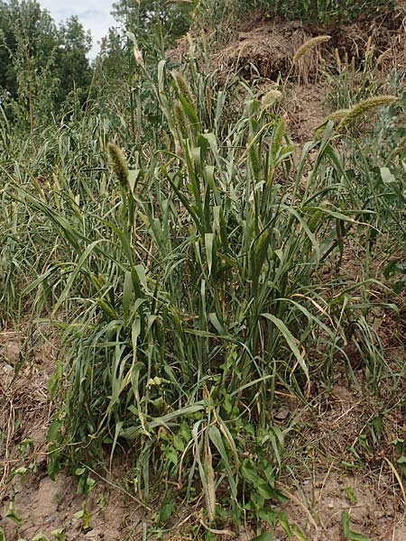 Setaria viridis subsp. pycnocoma \ Unkraut-Borstenhirse / Weed Bristle Grass, D Gündelbach 24.7.2020