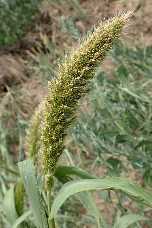 Setaria viridis subsp. pycnocoma \ Unkraut-Borstenhirse / Weed Bristle Grass, D Gündelbach 24.7.2020