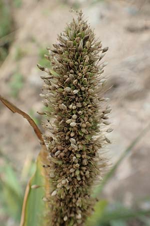 Setaria viridis subsp. pycnocoma \ Unkraut-Borstenhirse / Weed Bristle Grass, D Gündelbach 24.7.2020