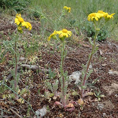 Senecio vernalis \ Frhlings-Greiskraut / Eastern Groundsel, D Rheinhessen, Flonheim 2.4.2021