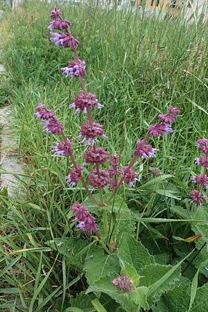 Salvia verticillata \ Quirl-Salbei / Whorled Sage, D Sandhausen 24.6.2021