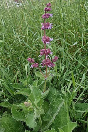 Salvia verticillata \ Quirl-Salbei / Whorled Sage, D Sandhausen 24.6.2021