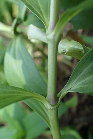 Saponaria officinalis / Soapwort, D Mannheim 10.7.2021