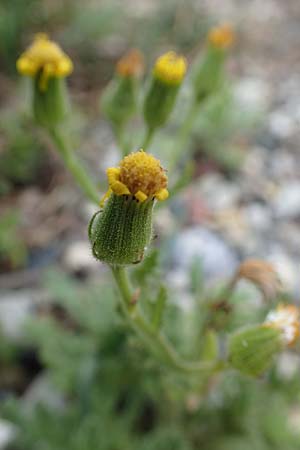 Senecio viscosus \ Klebriges Greiskraut / Sticky Groundsel, D Hohwacht 17.9.2021