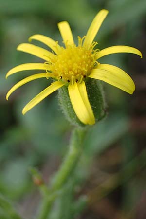 Senecio viscosus \ Klebriges Greiskraut / Sticky Groundsel, D Hohwacht 17.9.2021