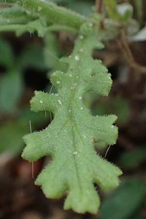 Senecio viscosus \ Klebriges Greiskraut, D Hohwacht 17.9.2021
