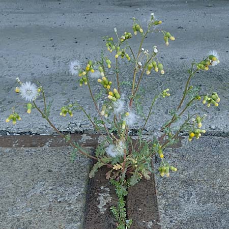 Senecio vulgaris \ Gewhnliches Greiskraut, Gemeines Greiskraut / Groundsel, D Mannheim 18.4.2022