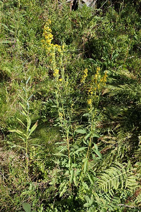 Solidago virgaurea \ Gewhnliche Goldrute, Echte Goldrute / Goldenrod, D Schwarzwald/Black-Forest, Hornisgrinde 28.7.2022