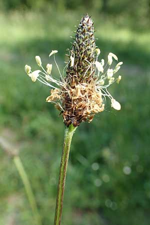 Plantago lanceolata \ Spitz-Wegerich / Ribwort Plantain, D Ketsch 21.5.2020