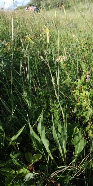 Scorzonera hispanica \ Garten-Schwarzwurzel, Spanische Schwarzwurzel, D Thüringen, Kölleda 9.6.2022