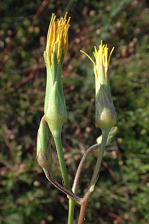 Scorzonera hispanica \ Garten-Schwarzwurzel, Spanische Schwarzwurzel / Spanish Viper's Grass, Black Salsify, D Thüringen, Kölleda 9.6.2022