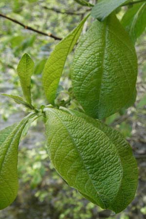 Salix aurita x caprea \ Weiden-Hybride / Hybrid Willow, D Schwarzwald/Black-Forest, Feldsee 18.5.2007