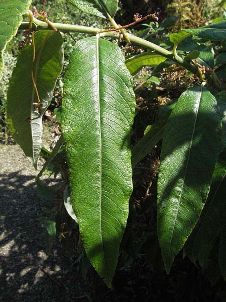 Salix caprea x viminalis \ Weiden-Hybride / Hybrid Willow, D Botan. Gar.  Universit.  Mainz 4.8.2007