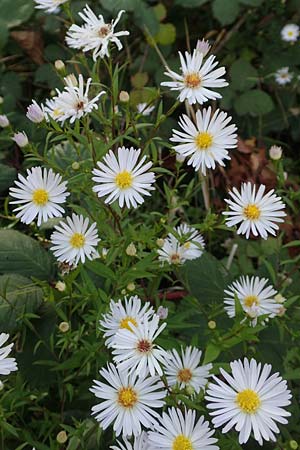 Symphyotrichum x salignum \ Weidenblttrige Herbst-Aster, D Mannheim,  Friesenheimer Insel 3.10.2017