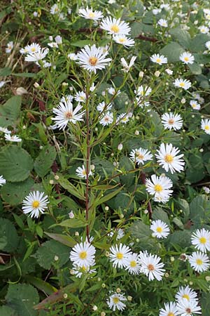 Symphyotrichum x salignum \ Weidenblttrige Herbst-Aster / Glaucous Michaelmas Daisy, Smooth Blue Aster, D Mannheim,  Friesenheimer Insel 3.10.2017