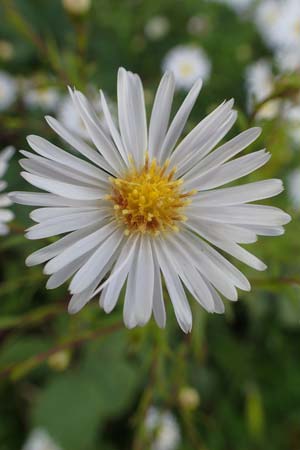 Symphyotrichum x salignum \ Weidenblttrige Herbst-Aster, D Mannheim,  Friesenheimer Insel 3.10.2017