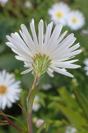 Symphyotrichum x salignum \ Weidenblttrige Herbst-Aster / Glaucous Michaelmas Daisy, Smooth Blue Aster, D Mannheim,  Friesenheimer Insel 3.10.2017