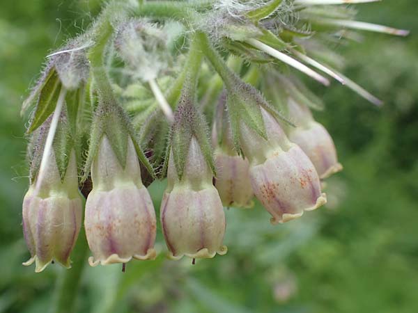 Symphytum x rakosiense \ Beinwell-Hybride / Hybrid Comfrey, D Köln-Zündorf 23.5.2018