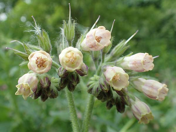 Symphytum x rakosiense / Hybrid Comfrey, D Köln-Zündorf 23.5.2018