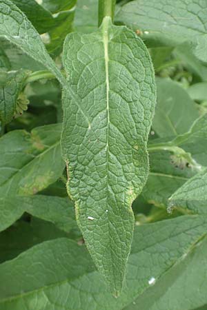 Symphytum x rakosiense / Hybrid Comfrey, D Köln-Zündorf 23.5.2018