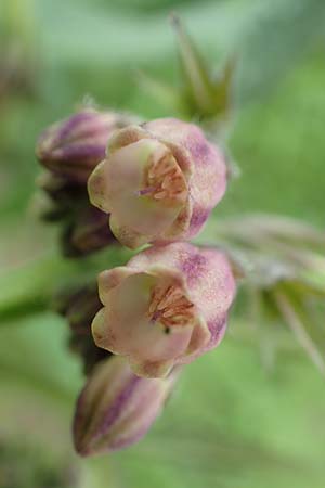 Symphytum x rakosiense \ Beinwell-Hybride / Hybrid Comfrey, D Köln-Zündorf 23.5.2018