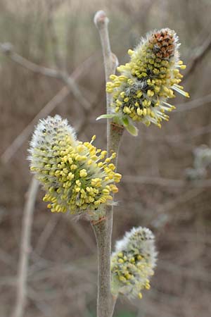 Salix caprea \ Sal-Weide, D Römerberg 13.3.2019