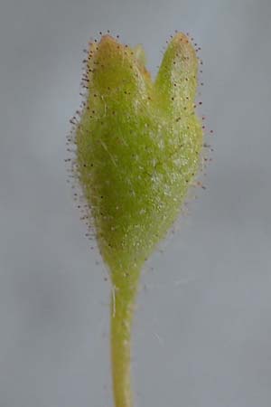 Saxifraga tridactylites \ Dreifinger-Steinbrech, D Walldürn 30.5.2019