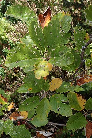 Sorbus x pinnatifida \ Bastard-Eberesche / Hybrid Whitebeam, D Schwarzwald/Black-Forest, Hornisgrinde 6.9.2019