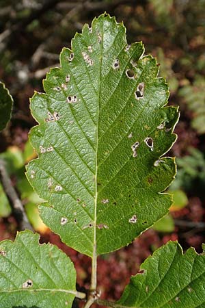 Sorbus x pinnatifida \ Bastard-Eberesche, D Schwarzwald, Hornisgrinde 6.9.2019