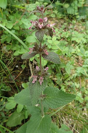 Stachys x ambigua \ Zweifelhafter Ziest / Hybrid Woundwort, D Siegbach-Übernthal 22.6.2020