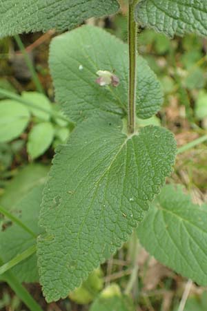 Stachys x ambigua \ Zweifelhafter Ziest / Hybrid Woundwort, D Siegbach-Übernthal 22.6.2020