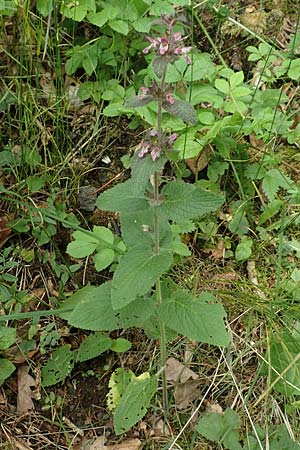 Stachys x ambigua \ Zweifelhafter Ziest / Hybrid Woundwort, D Siegbach-Übernthal 22.6.2020