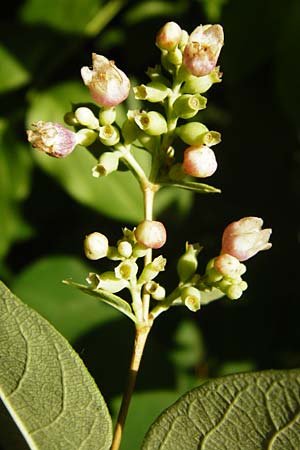 Symphoricarpos x chenaultii \ Bastard-Korallenbeere / Hybrid Coralberry, D Mannheim 1.7.2015