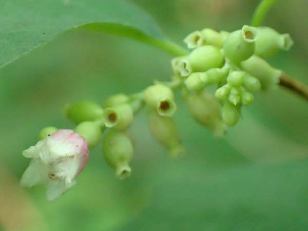 Symphoricarpos albus \ Schneebeere / Snowberry, D Mannheim 21.8.2015