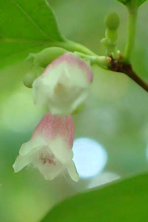 Symphoricarpos albus \ Schneebeere / Snowberry, D Mannheim 21.8.2015