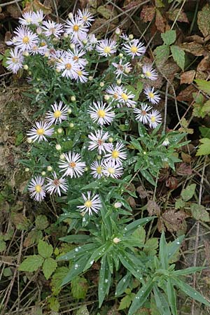 Symphyotrichum x salignum \ Weidenblttrige Herbst-Aster / Glaucous Michaelmas Daisy, Smooth Blue Aster, D Weißenthurm-Kaltenengers 27.9.2017