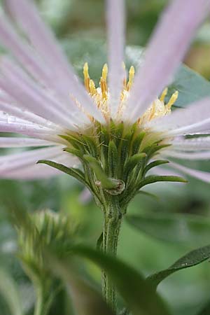 Symphyotrichum x salignum \ Weidenblttrige Herbst-Aster / Glaucous Michaelmas Daisy, Smooth Blue Aster, D Weißenthurm-Kaltenengers 27.9.2017