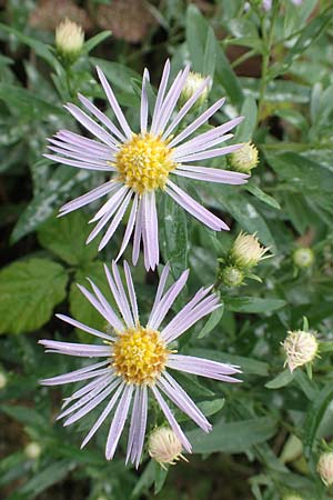 Symphyotrichum x salignum \ Weidenblttrige Herbst-Aster / Glaucous Michaelmas Daisy, Smooth Blue Aster, D Weißenthurm-Kaltenengers 27.9.2017