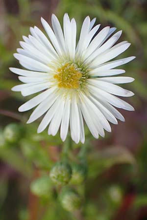 Symphyotrichum x salignum \ Weidenblttrige Herbst-Aster, D Mannheim,  Friesenheimer Insel 3.10.2017