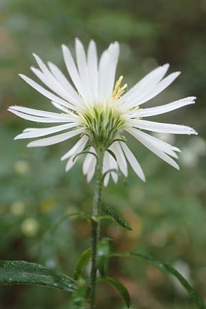 Symphyotrichum lanceolatum / Narrow-Leaved Michaelmas Daisy, White Panicle Aster, D Wachenheim 15.10.2017